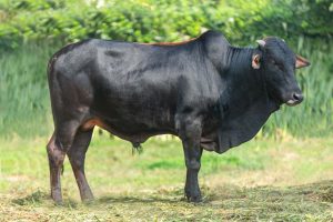 Bull No. 1993 (SOLD)