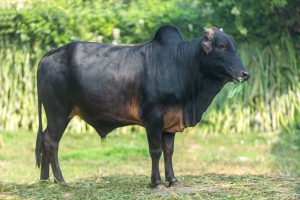 Bull No. 1995 (SOLD)