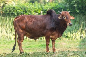 Bull No. 1996 (SOLD)