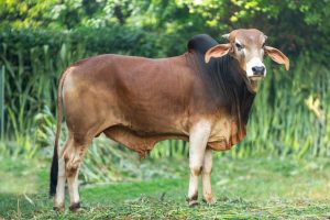 Bull No. 1997 (SOLD)