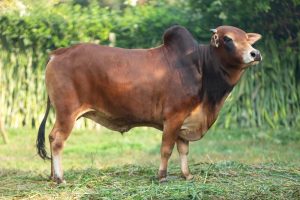 Bull No. 1998 (SOLD)