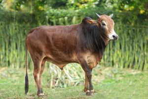 Bull No. 1999 (SOLD)