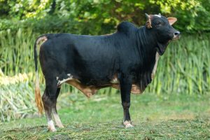 Bull No. 2002 (SOLD)