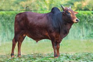 Bull No. 2003 (SOLD)