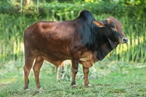 Bull No. 2004 (SOLD)