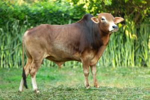 Bull No. 2005