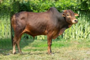 Bull No. 2009 (SOLD)