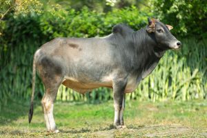 Bull No. 2010 (SOLD)