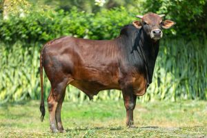 Bull No. 2015 (SOLD)