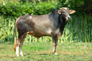 Bull No. 2016 (SOLD)
