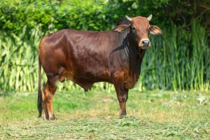 Bull No. 2017 (SOLD)