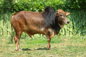 Bull No. 2018 (SOLD)
