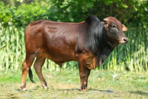 Bull No. 2019 (SOLD)