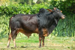 Bull No. 2020 (SOLD)