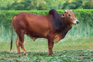 Bull No. 2021 (SOLD)
