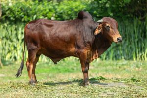 Bull No. 2022 (SOLD)