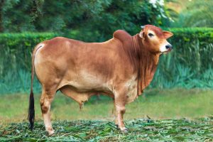 Bull No. 2023 (SOLD)