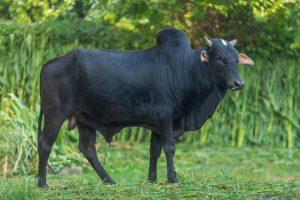 Bull No. 2030 (SOLD)