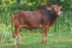 Bull No. 2031 (SOLD)