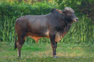 Bull No. 2038 (SOLD)