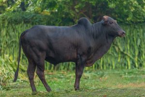 Bull No. 2040 (SOLD)