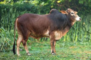 Bull No. 2041