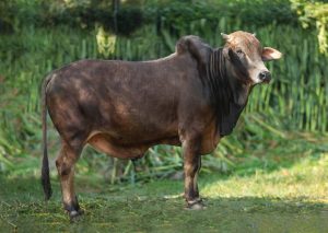 Bull No. 2050 (SOLD)