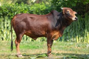 Bull No. 2055 (SOLD)