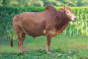 Bull No. 2063 (SOLD)