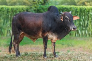 Bull No. 2066 (SOLD)