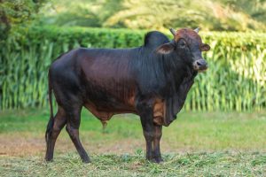 Bull No. 2075 (SOLD)