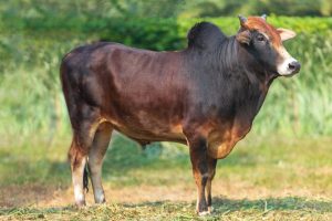 Bull No. 2102 (SOLD)