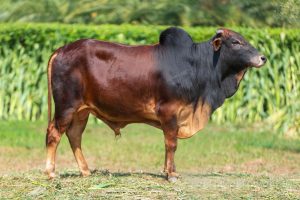 Bull No. 2122 (SOLD)