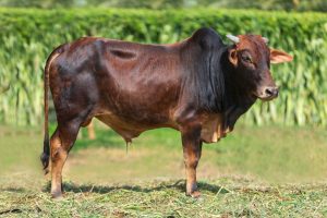Bull No. 2126 (SOLD)