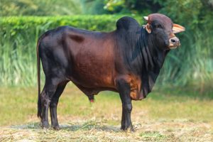 Bull No. 2139 (SOLD)