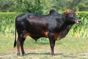 Bull No. 2232 (SOLD)