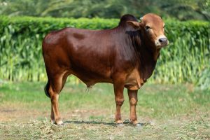 Bull No. 2274 (SOLD)