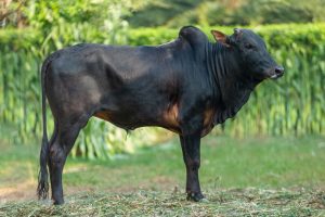 Bull No. 2277 (SOLD)