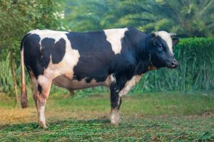 Bull No. 100B