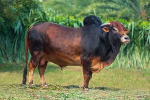 Bull No. 1382 (SOLD)