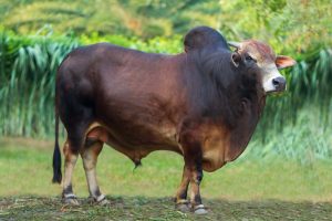 Bull No. 1524 (SOLD)