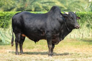 Bull No. 1530 (SOLD)