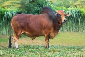 Bull No. 1538 (SOLD)