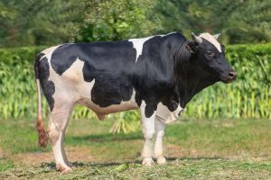 Bull No. 159A (SOLD)