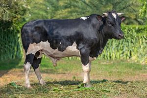 Bull No. 162A (SOLD)