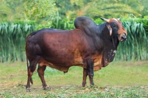 Bull No. 1670 (SOLD)