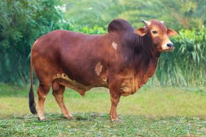 Bull No. 1711 (SOLD)