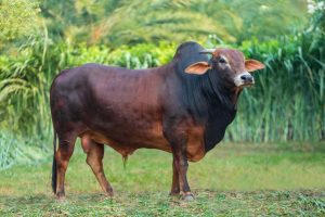 Bull No. 1753 (SOLD)