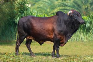 Bull No. 1771 (SOLD)