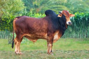 Bull No. 1776 (SOLD)